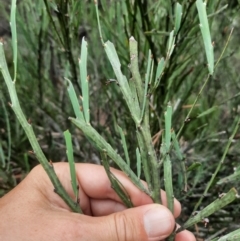 Bossiaea grayi at Bullen Range - suppressed