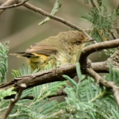 Acanthiza reguloides (Buff-rumped Thornbill) at Woodstock Nature Reserve - 20 Feb 2024 by Thurstan