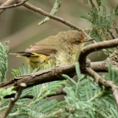 Acanthiza reguloides (Buff-rumped Thornbill) at Strathnairn, ACT - 19 Feb 2024 by Thurstan