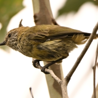 Acanthiza lineata (Striated Thornbill) at Strathnairn, ACT - 19 Feb 2024 by Thurstan