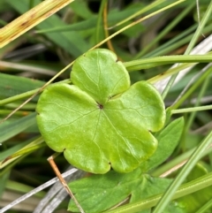 Hydrocotyle sibthorpioides (A Pennywort) at Mt Holland - 19 Feb 2024 by JaneR