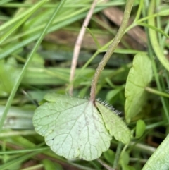 Hydrocotyle sibthorpioides at Mt Holland - 19 Feb 2024