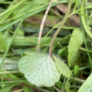 Hydrocotyle sibthorpioides at Mt Holland - 19 Feb 2024