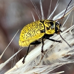 Aporocera (Aporocera) erosa (A leaf beetle) at Hall, ACT - 20 Feb 2024 by strigo