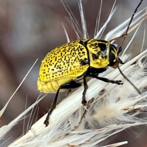 Aporocera (Aporocera) erosa at Hall, ACT - 20 Feb 2024