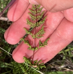 Cheilanthes sieberi subsp. sieberi (Narrow Rock Fern) at Urambi Hills - 20 Feb 2024 by BenHarvey