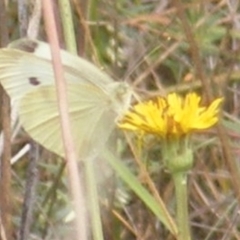 Pieris rapae (Cabbage White) at Monash Grassland (MGE) - 19 Feb 2024 by MichaelMulvaney