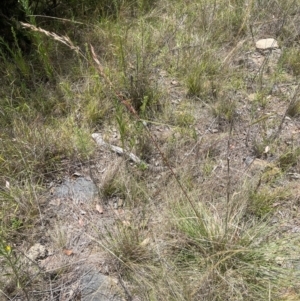 Cymbopogon refractus at Cooleman Ridge - 18 Feb 2024 01:18 PM