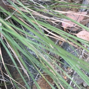 Cymbopogon refractus at Cooleman Ridge - 18 Feb 2024 01:18 PM