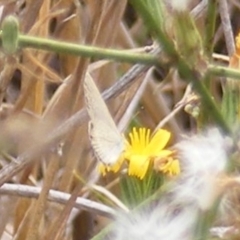 Zizina otis (Common Grass-Blue) at Tuggeranong Creek to Monash Grassland - 20 Feb 2024 by MichaelMulvaney