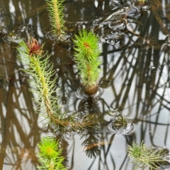 Myriophyllum sp. (Water-milfoil) at Callum Brae - 13 Feb 2024 by BenHarvey