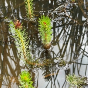 Myriophyllum sp. at Callum Brae - 14 Feb 2024