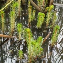 Myriophyllum sp. at Callum Brae - 14 Feb 2024