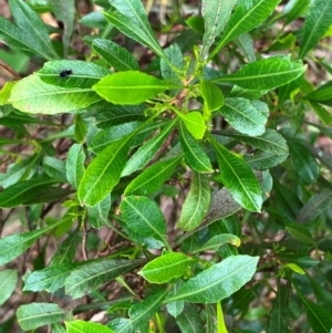 Dodonaea viscosa at Hall, ACT - 20 Feb 2024