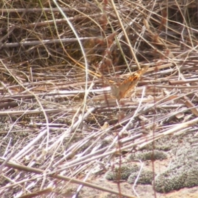 Junonia villida (Meadow Argus) at Tuggeranong Creek to Monash Grassland - 19 Feb 2024 by MichaelMulvaney