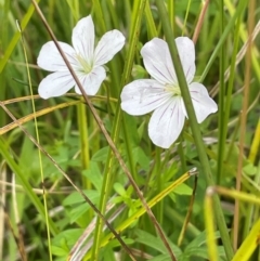 Geranium neglectum (Red-stemmed Cranesbill) at Mt Holland - 18 Feb 2024 by JaneR