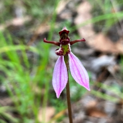 Eriochilus magenteus (Magenta Autumn Orchid) at Hall, ACT - 19 Feb 2024 by strigo