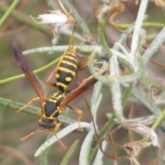 Polistes (Polistes) chinensis (Asian paper wasp) at Tuggeranong Creek to Monash Grassland - 20 Feb 2024 by MichaelMulvaney