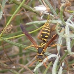 Polistes (Polistes) chinensis at Monash Grassland (MGE) - 20 Feb 2024 10:06 AM