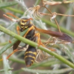 Polistes (Polistes) chinensis at Monash Grassland (MGE) - 20 Feb 2024 10:06 AM