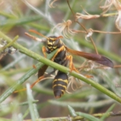 Polistes (Polistes) chinensis at Monash Grassland (MGE) - 20 Feb 2024 10:06 AM