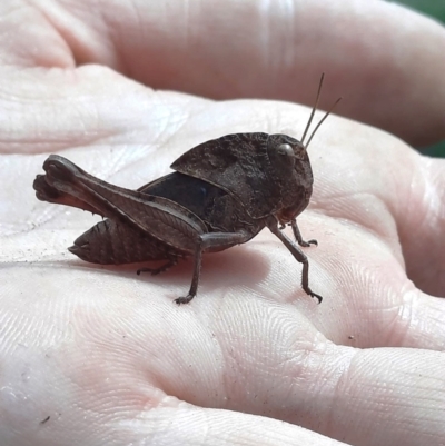 Goniaea australasiae (Gumleaf grasshopper) at Ginninderry Conservation Corridor - 11 Jan 2024 by Ange