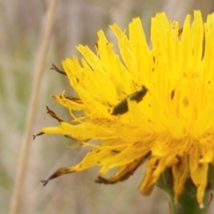 Dasytinae (subfamily) (Soft-winged flower beetle) at Monash Grassland - 19 Feb 2024 by MichaelMulvaney