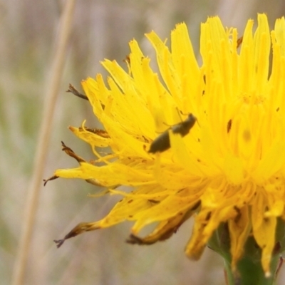 Dasytinae (subfamily) (Soft-winged flower beetle) at Tuggeranong Creek to Monash Grassland - 19 Feb 2024 by MichaelMulvaney