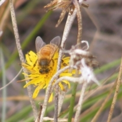 Apis mellifera (European honey bee) at Isabella Pond - 19 Feb 2024 by MichaelMulvaney