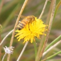 Apis mellifera at Monash Grassland (MGE) - 20 Feb 2024 10:13 AM