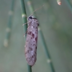 Lepidoscia (genus) ADULT (A Case moth) at Murrumbateman, NSW - 17 Feb 2024 by SimoneC