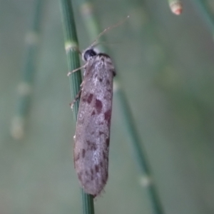 Lepidoscia (genus) ADULT at Murrumbateman, NSW - 17 Feb 2024