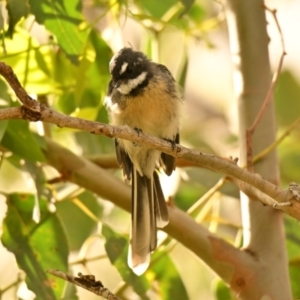 Rhipidura albiscapa at Woodstock Nature Reserve - 20 Feb 2024 10:26 AM