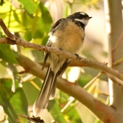 Rhipidura albiscapa at Woodstock Nature Reserve - 20 Feb 2024 10:26 AM