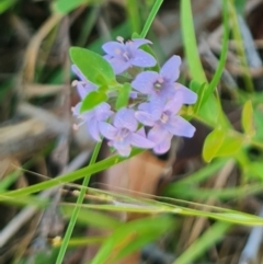 Mentha diemenica (Wild Mint, Slender Mint) at Aranda Bushland - 11 Feb 2024 by WalkYonder