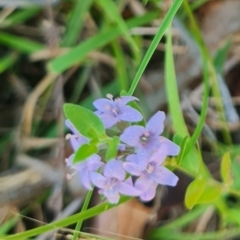 Mentha diemenica at Aranda Bushland - 12 Feb 2024