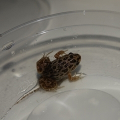 Limnodynastes tasmaniensis (Spotted Grass Frog) at Hughes, ACT - 19 Feb 2024 by Ct1000