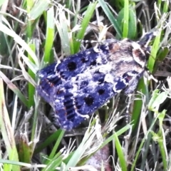 Proteuxoa sanguinipuncta (Blood-spotted Noctuid) at Wanniassa, ACT - 20 Feb 2024 by JohnBundock