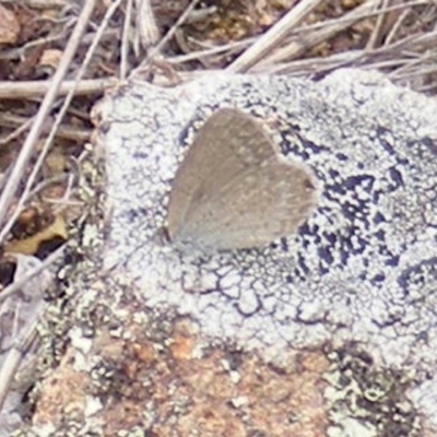 Zizina otis (Common Grass-Blue) at Tuggeranong Hill NR  (TGH) - 20 Feb 2024 by MichaelMulvaney