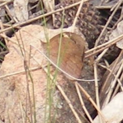 Heteronympha merope (Common Brown Butterfly) at Tuggeranong Hill - 20 Feb 2024 by MichaelMulvaney