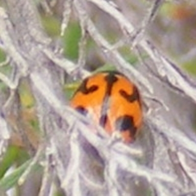 Coccinella transversalis (Transverse Ladybird) at Tuggeranong Hill - 20 Feb 2024 by MichaelMulvaney