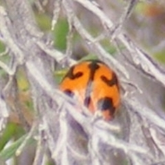 Coccinella transversalis (Transverse Ladybird) at Calwell, ACT - 20 Feb 2024 by MichaelMulvaney