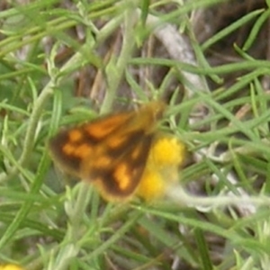 Ocybadistes walkeri at Tuggeranong Hill NR  (TGH) - 20 Feb 2024