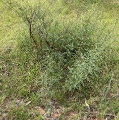 Indigofera adesmiifolia (Tick Indigo) at Hall, ACT - 20 Feb 2024 by Rosie