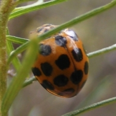 Harmonia conformis (Common Spotted Ladybird) at Calwell, ACT - 20 Feb 2024 by MichaelMulvaney