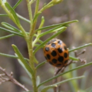 Harmonia conformis at Tuggeranong Hill NR  (TGH) - 20 Feb 2024