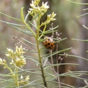 Harmonia conformis at Tuggeranong Hill NR  (TGH) - 20 Feb 2024