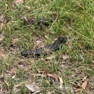 Tiliqua rugosa at Hall, ACT - 20 Feb 2024 12:56 PM