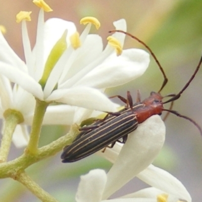 Syllitus microps (Longicorn or Longhorn beetle) at Calwell, ACT - 20 Feb 2024 by MichaelMulvaney