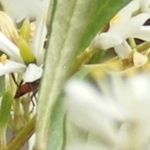 Syllitus microps at Tuggeranong Hill NR  (TGH) - 20 Feb 2024